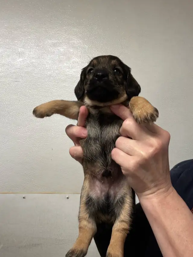 Chiots teckel x schnauzer vacc, verm , micropucé et gara - Photo 5