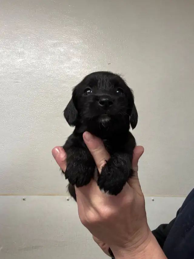 Chiots teckel x schnauzer vacc, verm , micropucé et gara - Photo 6