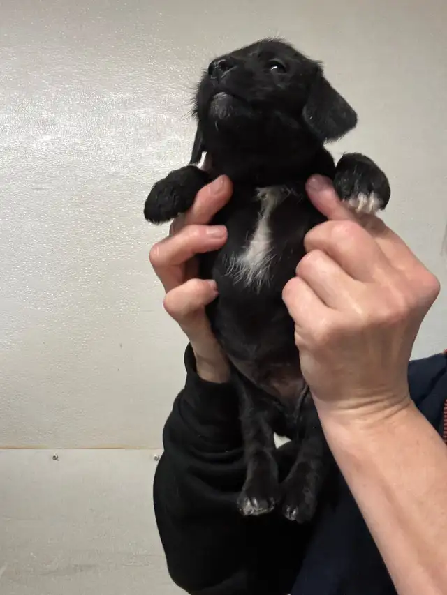 Chiots teckel x schnauzer vacc, verm , micropucé et gara - Photo 7