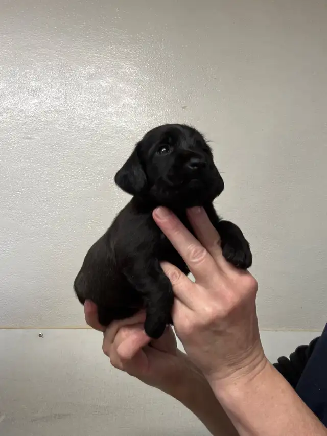 Chiots teckel x schnauzer vacc, verm , micropucé et gara - Photo 8