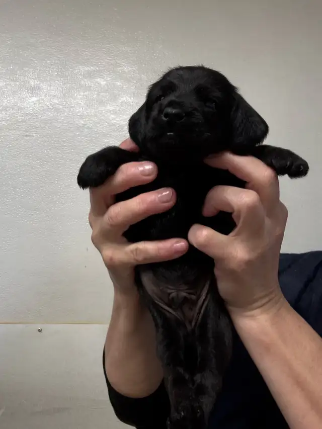 Chiots teckel x schnauzer vacc, verm , micropucé et gara - Photo 9