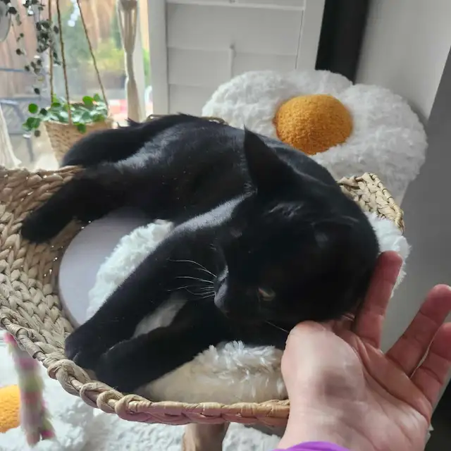 Ben is looking for a new home - Photo 3