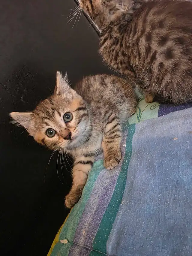 Chatons Bengal Mix à vendre ! Adorables