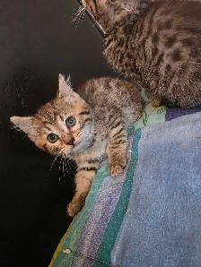 Chatons Bengal Mix à vendre ! Adorables