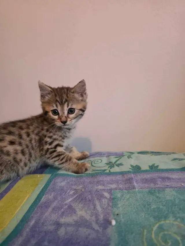 Chatons Bengal Mix à vendre ! Adorables - Photo 3