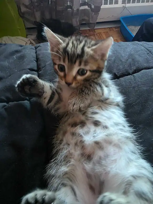 Chatons Bengal Mix à vendre ! Adorables - Photo 5