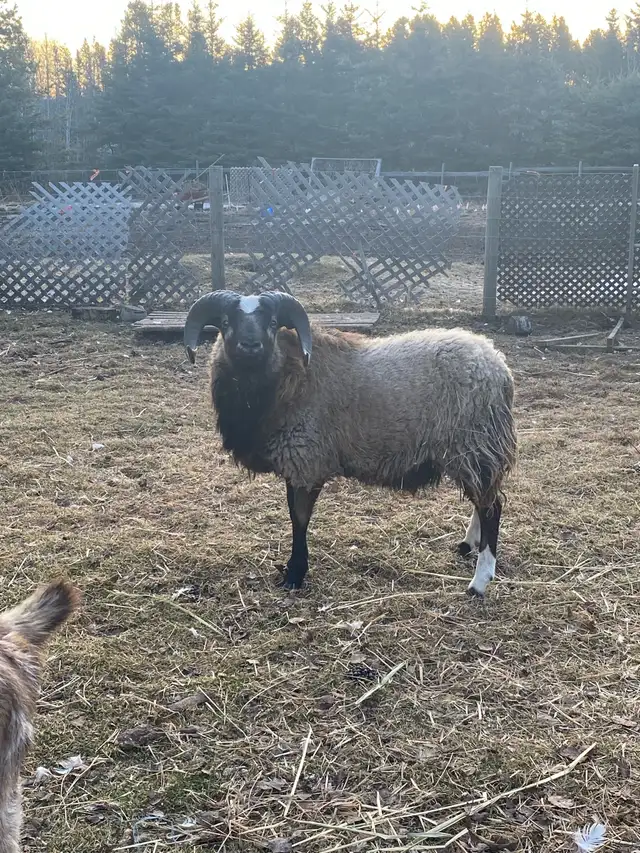 Icelandic cross ram