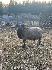 Icelandic cross ram