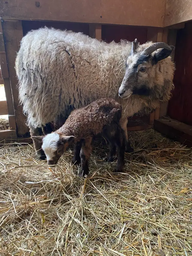 Icelandic cross ram - Photo 2