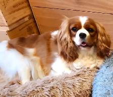 Femelles cavalier king charles