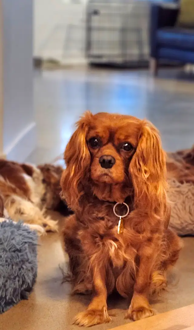 Femelles cavalier king charles - Photo 2