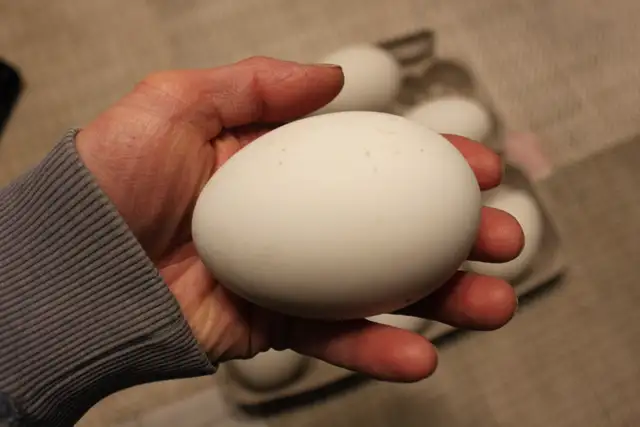 Goose hatching eggs for sale - Photo 2