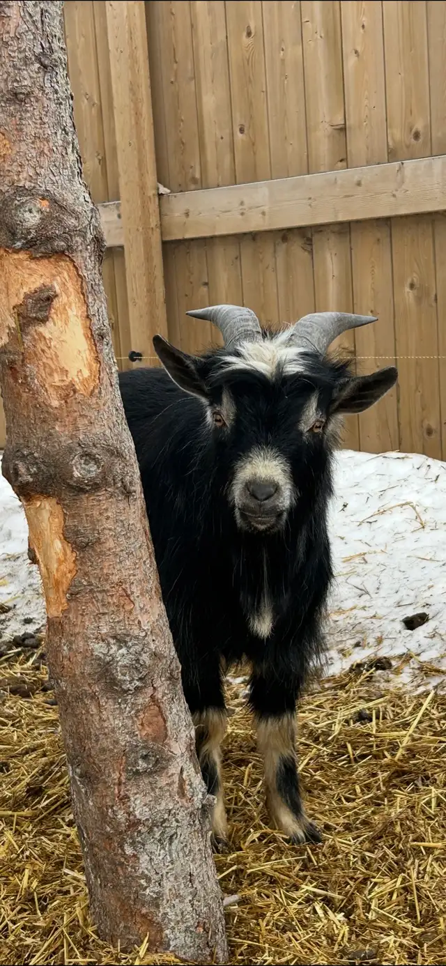 Nigerian Dwarf Buck for Rent