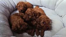 SMALL DARK RED PURE POODLE