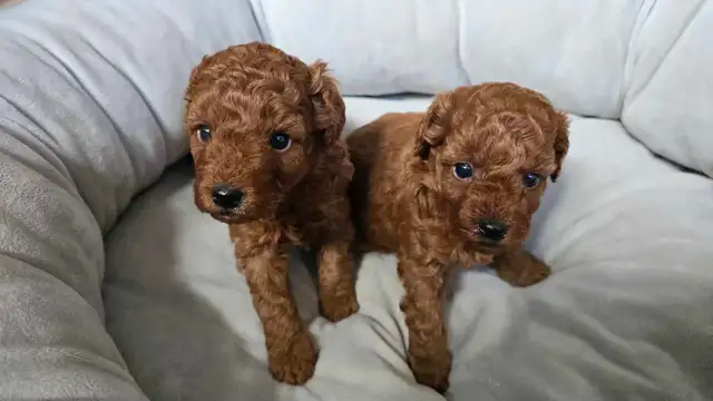 SMALL DARK RED PURE POODLE - Photo 2