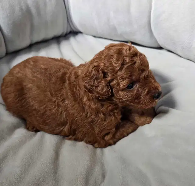 SMALL DARK RED PURE POODLE - Photo 3