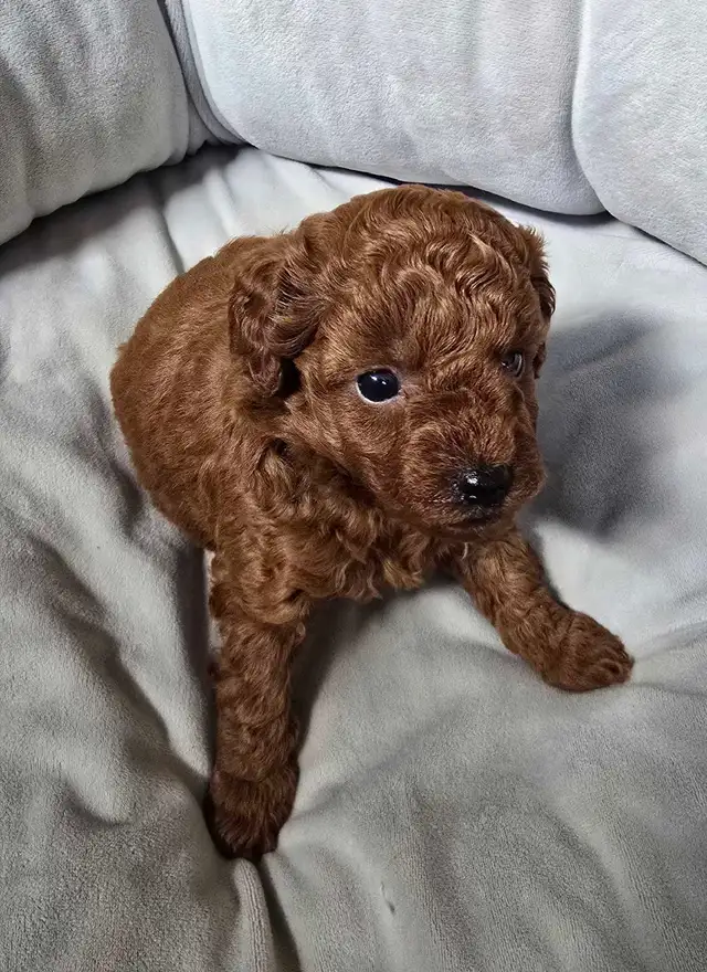 SMALL DARK RED PURE POODLE - Photo 4