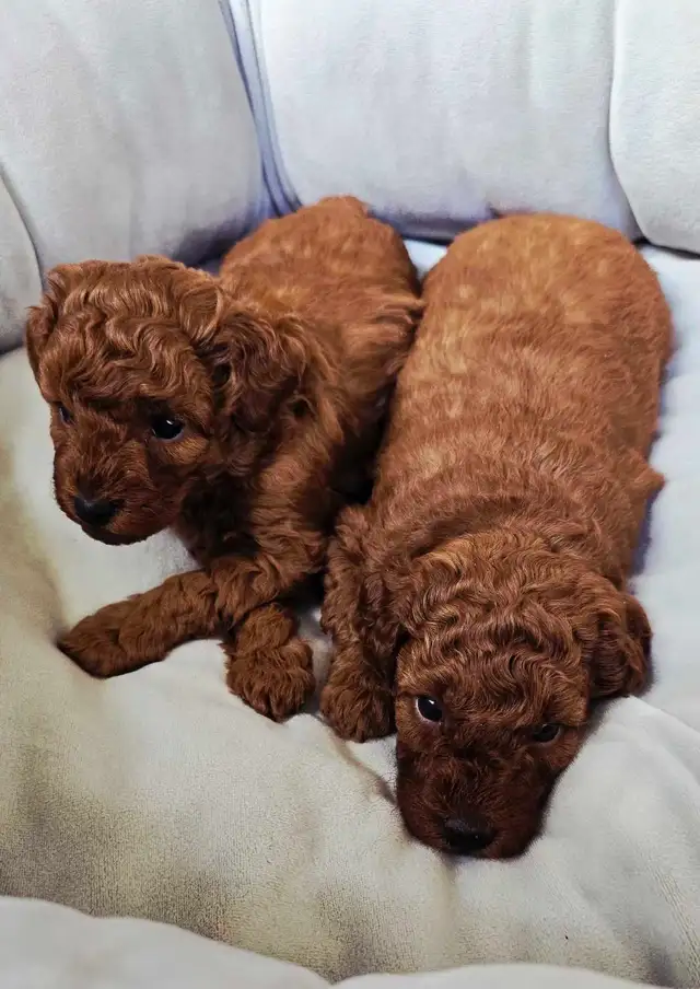 SMALL DARK RED PURE POODLE - Photo 5