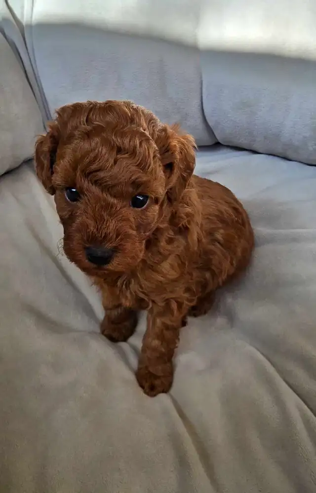 SMALL DARK RED PURE POODLE - Photo 6