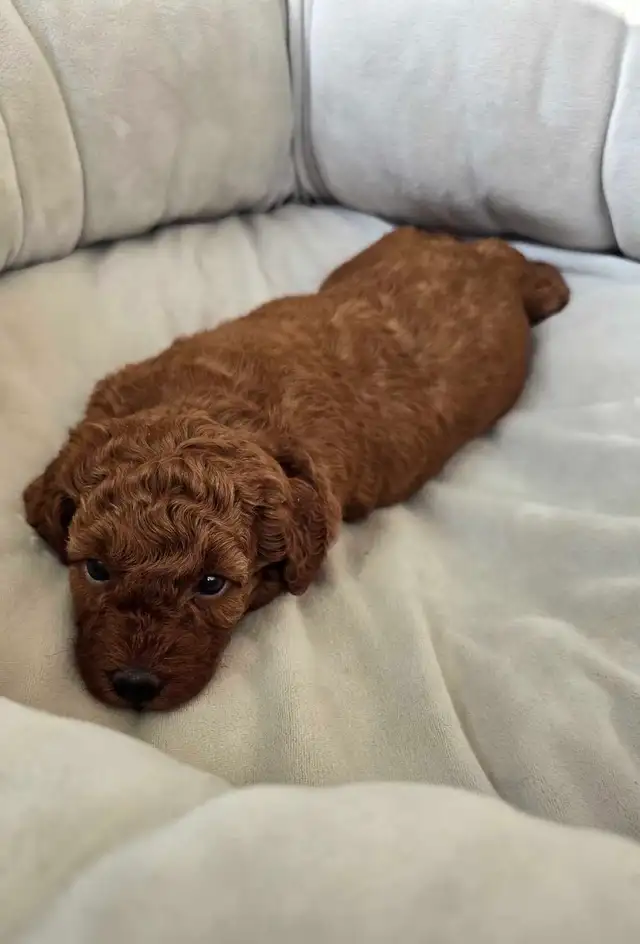 SMALL DARK RED PURE POODLE - Photo 7