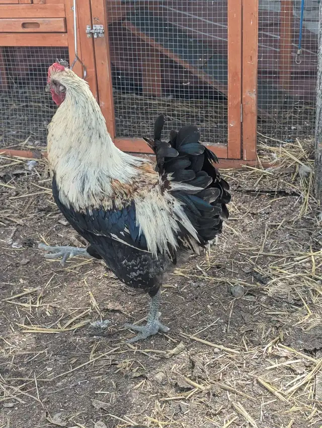 Breeding Roo's Purebreds & Crosses