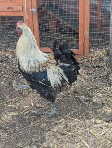 Breeding Roo's Purebreds & Crosses