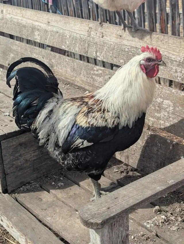 Breeding Roo's Purebreds & Crosses - Photo 2