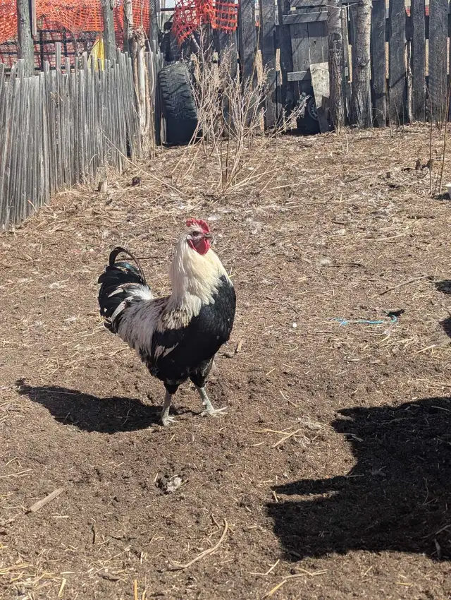 Breeding Roo's Purebreds & Crosses - Photo 3