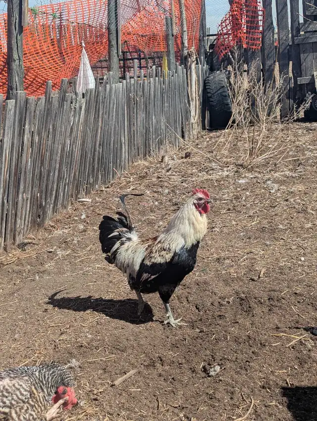 Breeding Roo's Purebreds & Crosses - Photo 4