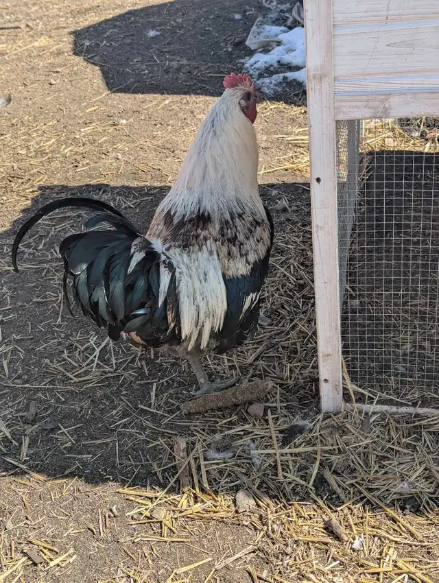 Breeding Roo's Purebreds & Crosses - Photo 5