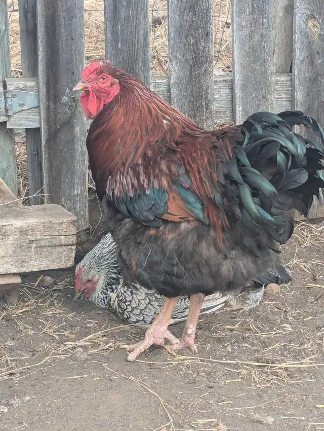 Breeding Roo's Purebreds & Crosses - Photo 6