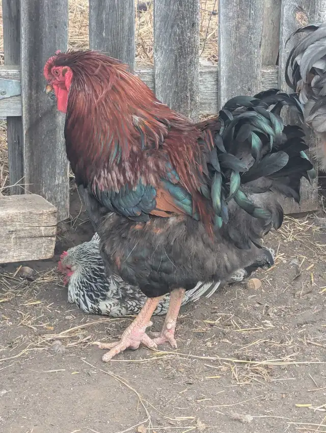 Breeding Roo's Purebreds & Crosses - Photo 7