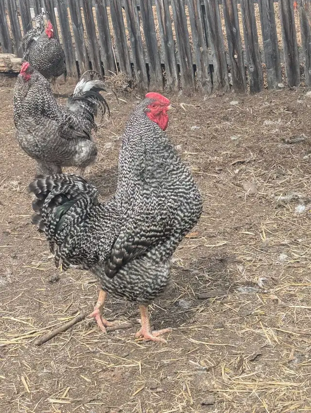 Breeding Roo's Purebreds & Crosses - Photo 8