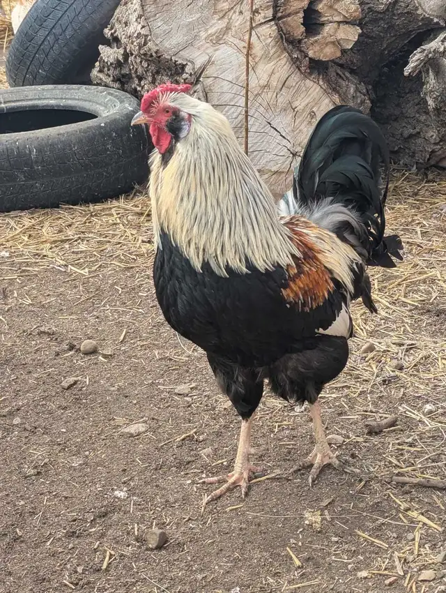 Breeding Roo's Purebreds & Crosses - Photo 9