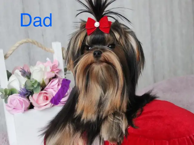 Purebred  Yorkshire Terrier Puppies