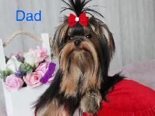 Purebred  Yorkshire Terrier Puppies