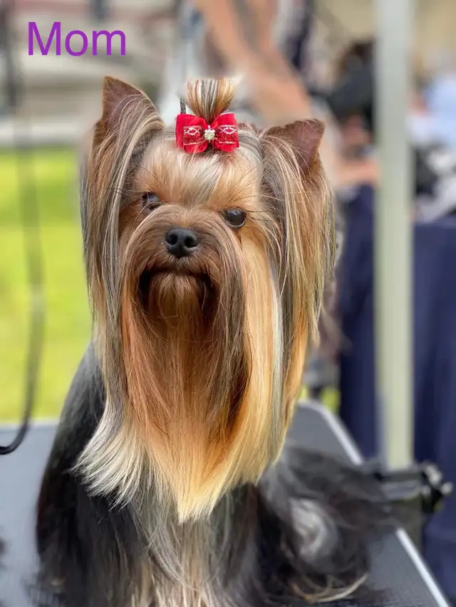 Purebred  Yorkshire Terrier Puppies - Photo 2