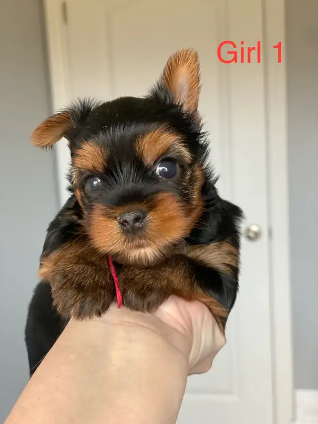 Purebred  Yorkshire Terrier Puppies - Photo 3