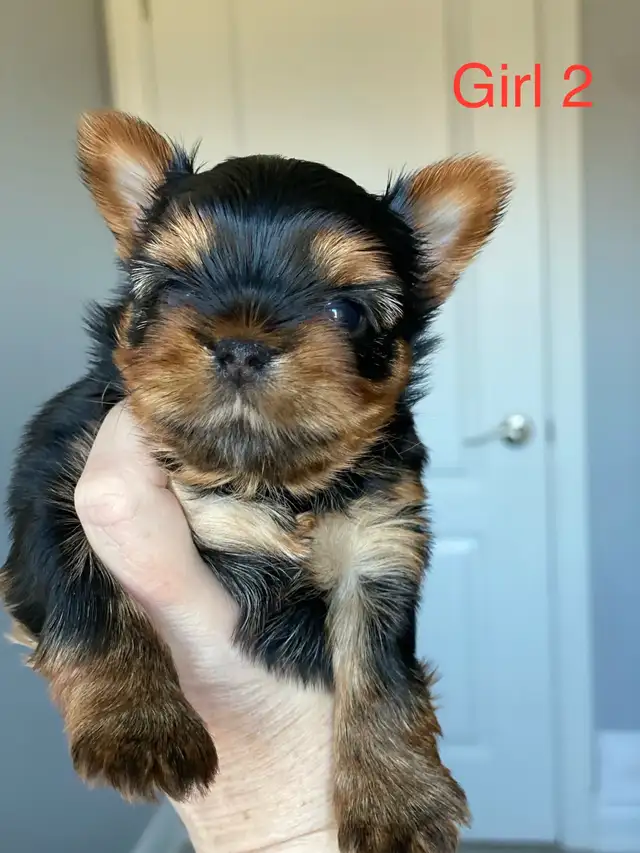 Purebred  Yorkshire Terrier Puppies - Photo 4