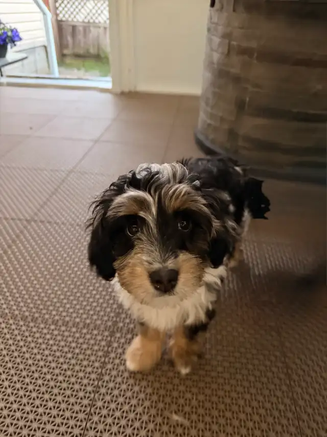 Mini Aussiedoodle F1
