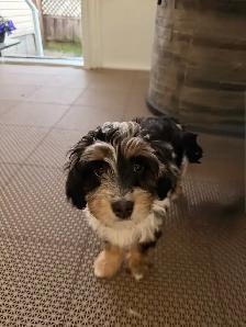 Mini Aussiedoodle F1