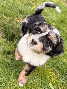 Mini Aussiedoodle F1 - Photo 2