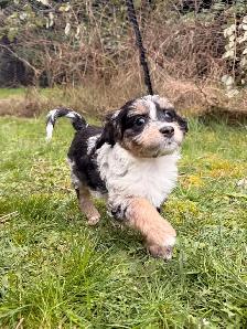 Mini Aussiedoodle F1 - Photo 3