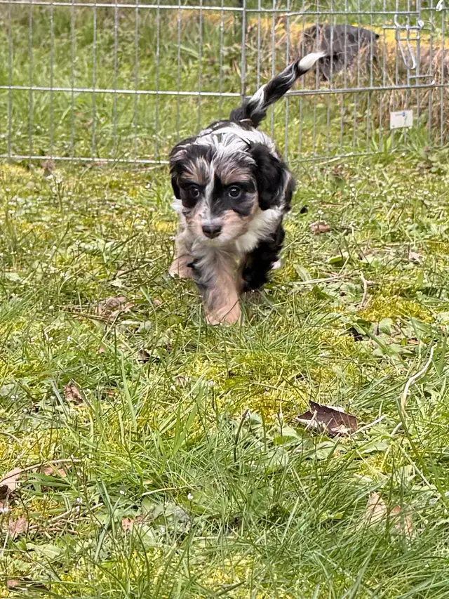 Mini Aussiedoodle F1 - Photo 4