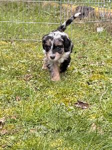 Mini Aussiedoodle F1 - Photo 4