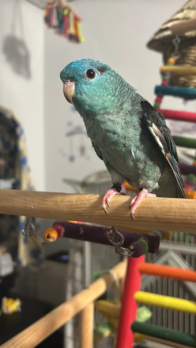 Sunshine Bird Sitter - Photo 2