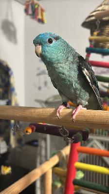 Sunshine Bird Sitter - Photo 2