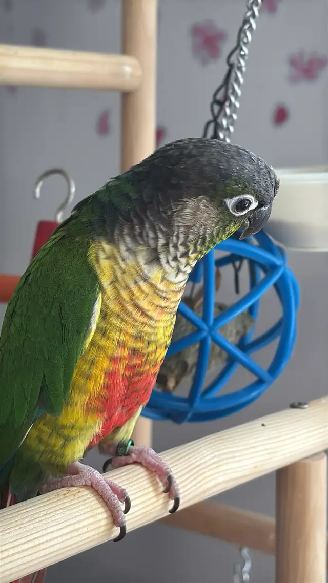 Sunshine Bird Sitter - Photo 3