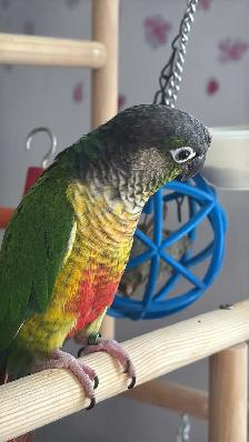 Sunshine Bird Sitter - Photo 3