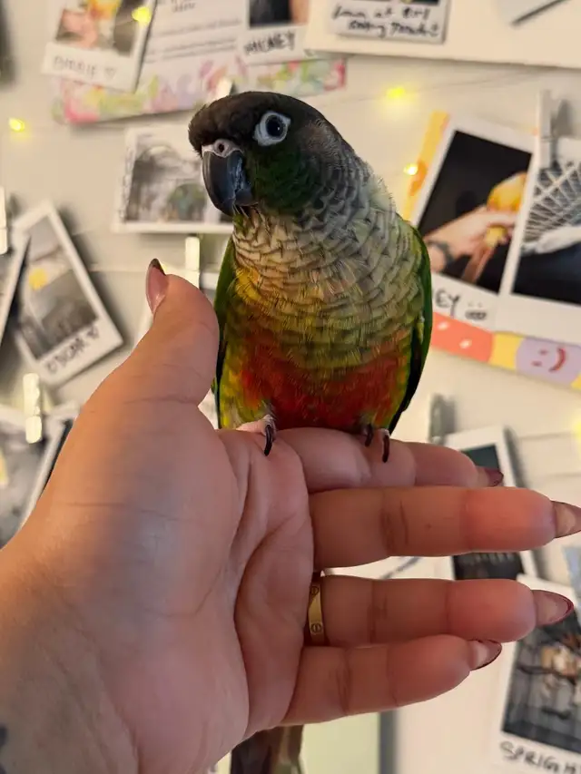 Sunshine Bird Sitter - Photo 4